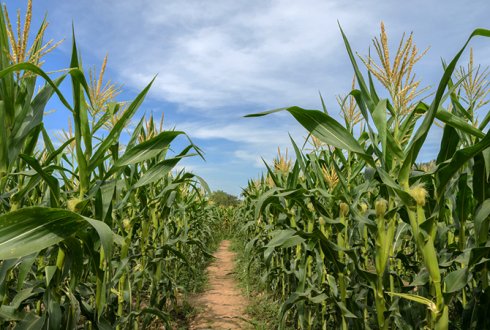 maize farm